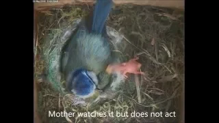 PushedOutOfNest