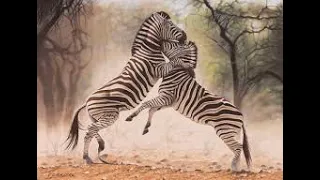 Epic Zebra Fight