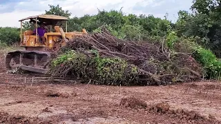 Strong Power  Old CAT Bulldozer Push Clearing Forest Use His Technique Skills Operator