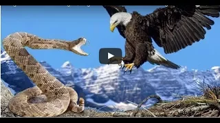 Best eagle attacks in the world. Most Spectacular Eagle Attacks Vs Dog,Goat,Rab