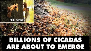 True Facts: 2 Large Broods Of Cicadas Are Set To Surface Simultaneously After More Than 200 Years