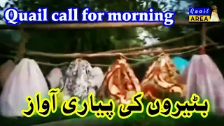 Quail sound | Quail call | batair ki awaz | chingay ki awaz | بٹیر کی آواز صبح والے شکار کے لیے