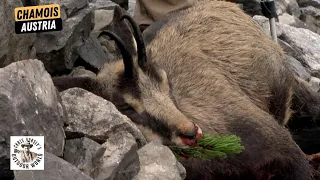 Traditional Hunt for Chamois in Stunning Austria