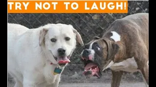 Funniest Pranks On Dogs & Cats 😆 TRY NOT TO LAUGH 😂 | Pets Town