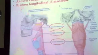 Ph + Larynx Dr Ahmad Farid