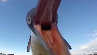 Witzige Aufnahmen: Die Pinguine wollen die Kamera stehlen!
