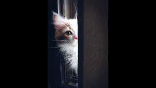 OMG So Cute Cats ♥ Best Funny Cats Videos 2021