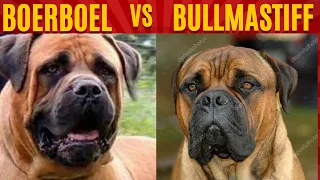 BOERBOEL vs BULLMASTIFF dog breeds