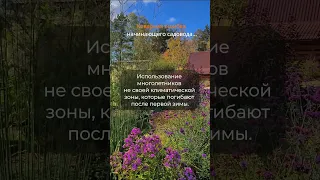 ❗❗Коварная ошибка с многолетниками у начинающего садовода. Подробно в комментарии. #shots #мойсад