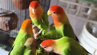 #africanlovebird #foodtime #cagefree #feeding #birdslover #birdschirping