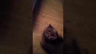 Злой кот Ричик / Angry cat