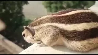 INDIAN SQUIRREL CHIRPING.