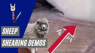 Dangers of Shearing Overgrown Sheep