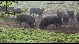 Alimentação Dos Touros - Feeding The Bulls At The JAF Cattle Ranch (First Part)