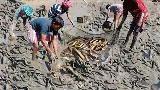 Catfish Catching in Mud Water By Hand | Amazing Fish Fishing lots of Fishes
