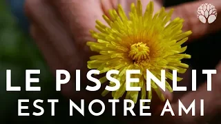 Le pissenlit est notre ami