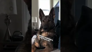 How To Train Your Human German Shepherd Style