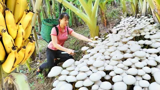 Harvest Mushrooms Grow Under Banana Garden Go To Market Sell, Grow Vegetable | Tiểu Vân Daily Life