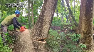 Super Fast !! Cut down 3 trees quickly in a sacred place.