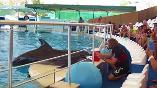 Говорящие дельфины с аквапарка Dolusu Турция, Кемер