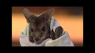 E.T. das Baby-Känguru - TV total