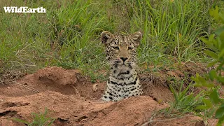 SafariLIVE Sunset Safari - 25 April 2024