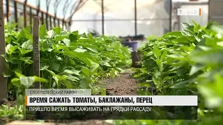 Время сажать томаты, баклажаны, перец