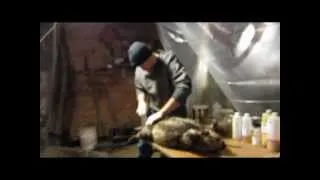 MMJ - How To Skin A Beaver