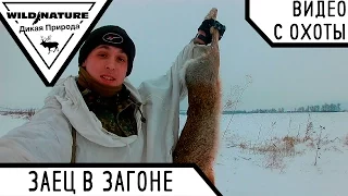 Полювання на зайця #7. Добув зайця в загоні. Зима 2016