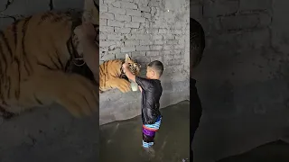 Naughty Kid Playing With Bengal Tiger in his Pool | Nouman Hassan |