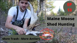 Pick up Trash = Find more Antlers -- Maine Moose Shed Hunting 2021 -- Beyond the Boundaries EP 13