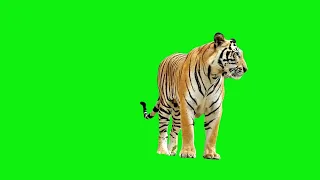 green screen tiger jump video #greenscreenvideo #freegreenscreen