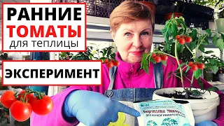 ТОМАТЫ поспеют в начале июня! Посмотрите мой эксперимент