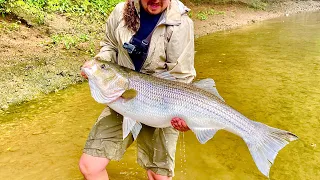 GIANT STRIPER Fishing with HUGE SWIMBAITS in CLEAR River