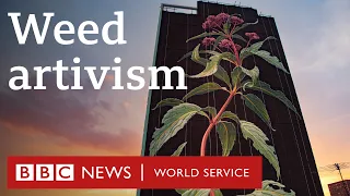The resilience of weeds - BBC World Service