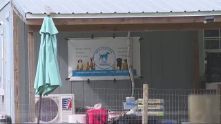 'Horrific tragedy': Columbia County kennel owner says 12 dogs died after AC failure