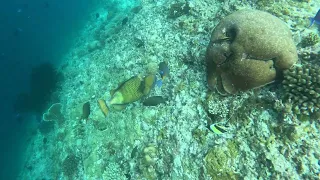 Triggerfish attack, Maldives