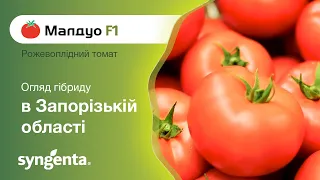 Рожевоплідний томат Малдуо. Огляд гібриду в Запорізькій області