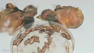 BOTFLY removing  from the Baby's birds #wildlife