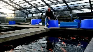 Modern Koi Blog #2776- Machen 100% Wasserwechsel vor dem Winter Sinn?