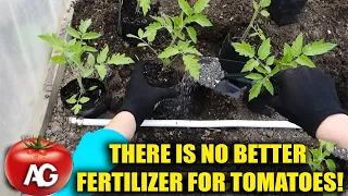 There is no better fertilizer for tomatoes! Bring it in when planting seedlings