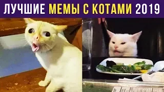 Приколы с котами. ЛУЧШЕЕ ЗА 2019 ГОД | Мемозг