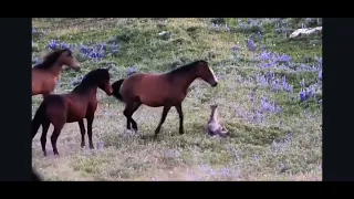 Stallion Sounds NOT mares crying - wildhorses