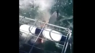 Raw Video: Great White Gets Into Shark Cage
