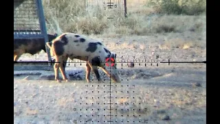 Hog Headshot