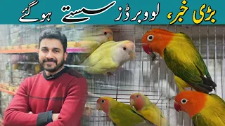 Love Birds Latest Price 2024 | Imran Birds Shop College Road, Rawalpindi. #birdshouse #youtube