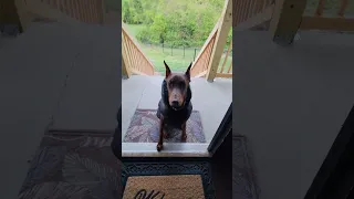 Obeying Doberman....Gili Dobie