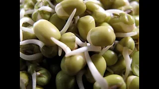 Growing Mung Bean Sprouts in our Stainless Steel Sprouter