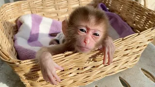 Mom Take Newborn Baby Monkey DORN To Try Under Sunshine In Morning