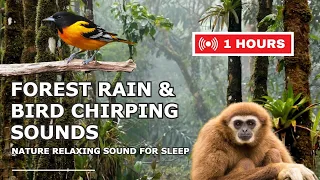 Instant Relief from Stress and Anxiety, Birds Chirping in the Forest Rain, Deep Healing Music